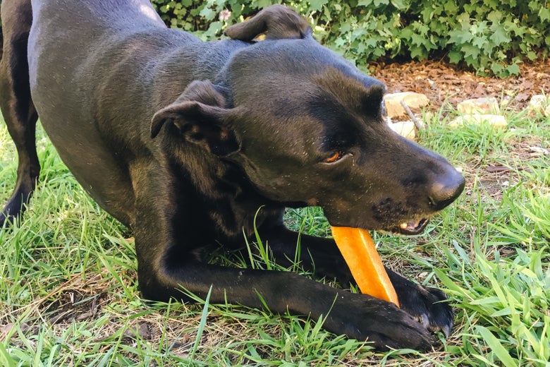Lab/whippet mixed pup eating a Himalayan Dog Chew