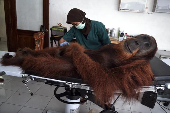 Sumatran Orangutan physical exam