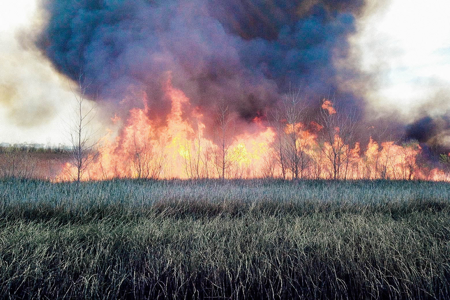 In a grassland, a few of trees on fire and bellowing smoke into the sky can be seen