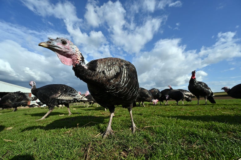 I’m a Turkey Farmer. The Pandemic Has Been Great for Business. I’m a Turkey Farmer. The Pandemic Has Been Great for Business.