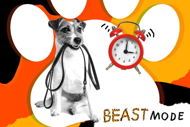 photo How Long Can A Dog Hold Its Bladder Overnight my dog pees in the middle of the night