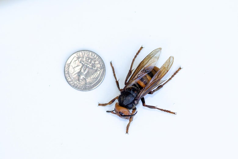 A dead murder hornet placed right next to a U.S. quarter.