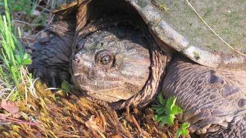 Turtle soup disappeared because people ate too many turtles.