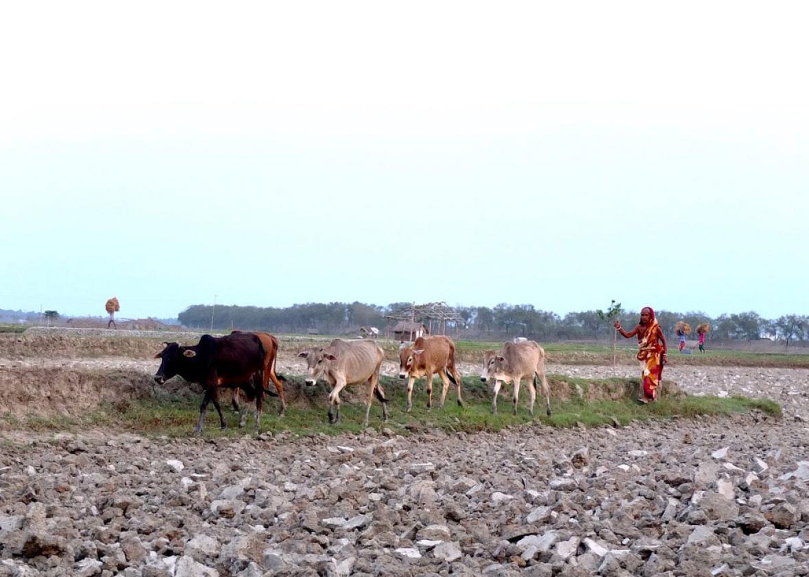 A woman herds her cows Polder