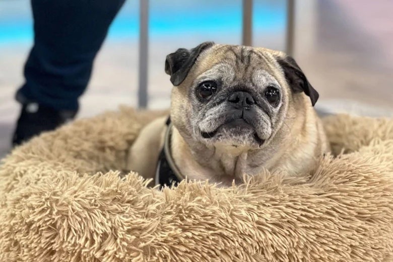 A pug sits on a round brown pillow on the ground. 