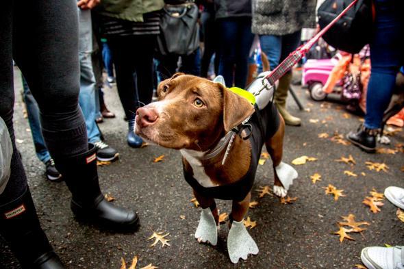 New York shelter hosts 'puppy parade' with dogs in Mets jerseys