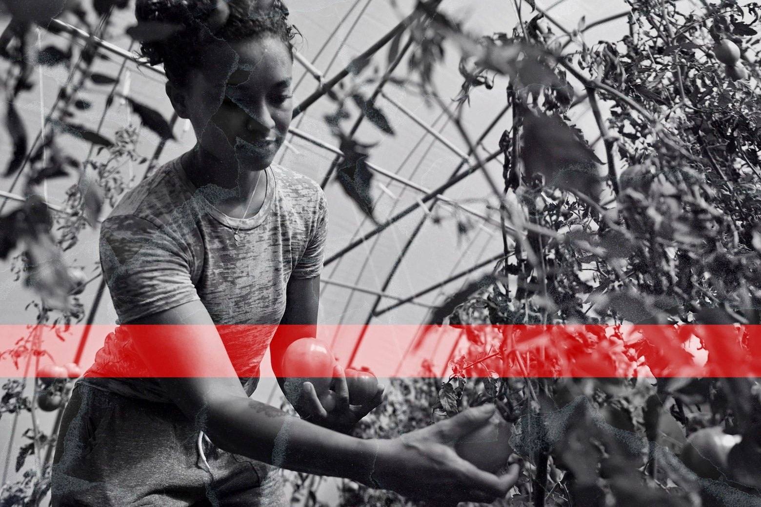 Black Farmers Get $5 Billion From the COVID Relief Package. Lindsey Graham Slams That as &ldquo;Reparations.&rdquo;