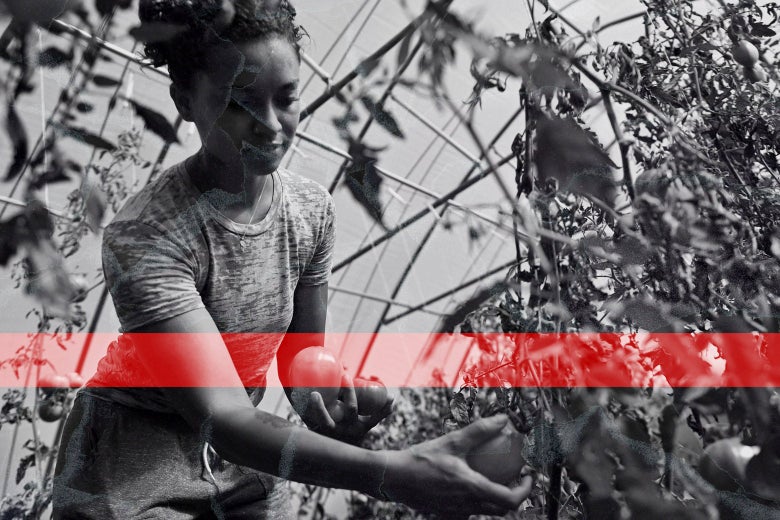 A Black woman picking crops