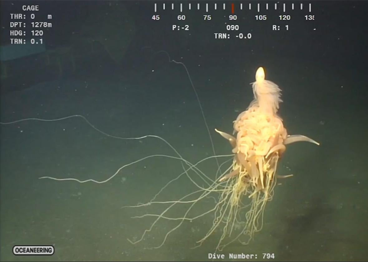 Flying spaghetti monster video: Strange sea creature off Angola (VIDEO).