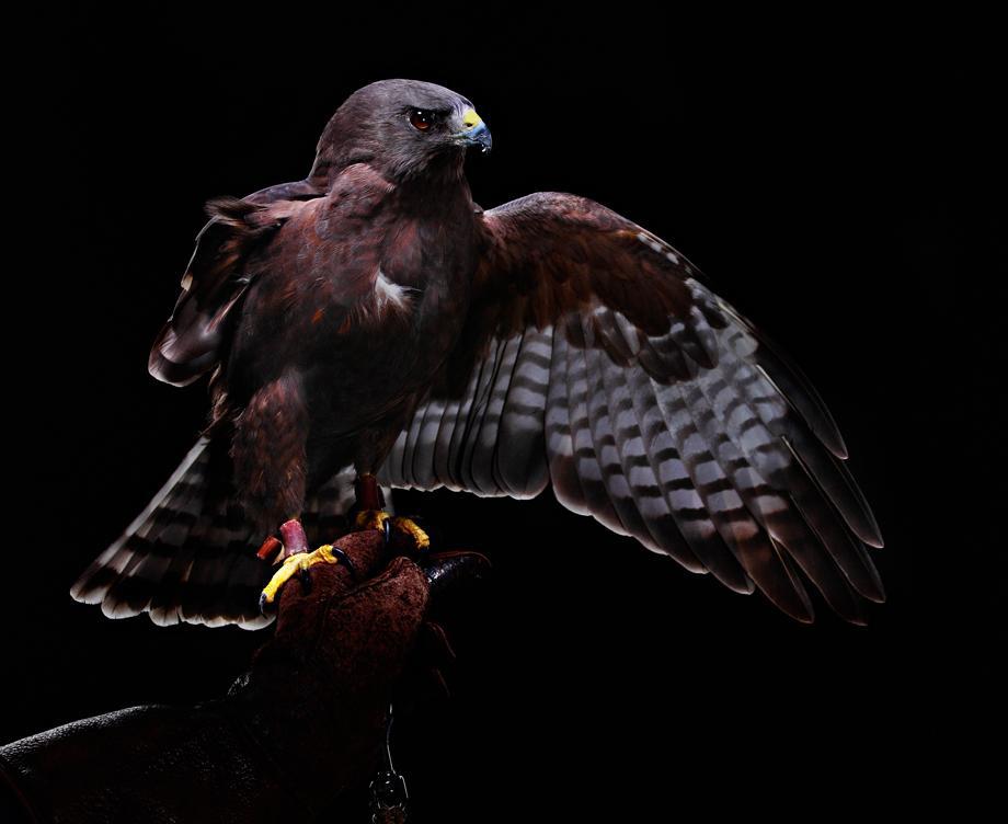 Injured Short-Tailed Hawk