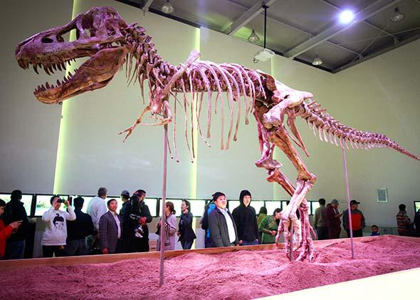 Tyrannosaurus bataar, a 70-million-year-old dinosaur, goes on display in Ulan Bator, June 8, 2013.