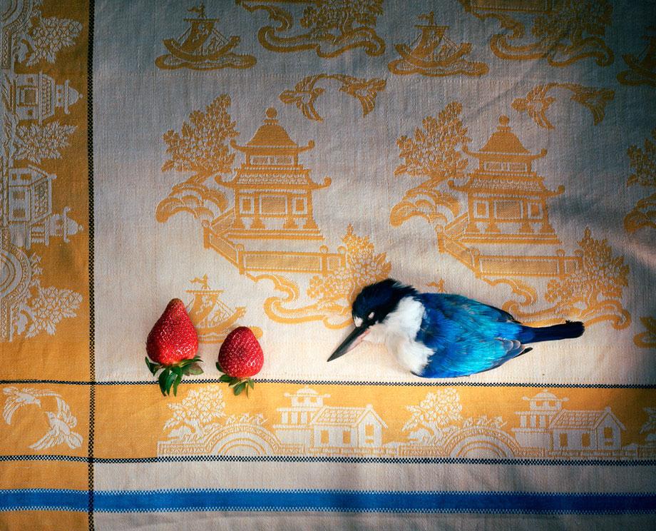 Marian Drew Still Life / Australiana (2003-2009) Kingfisher with Chinese cloth and strawberries.