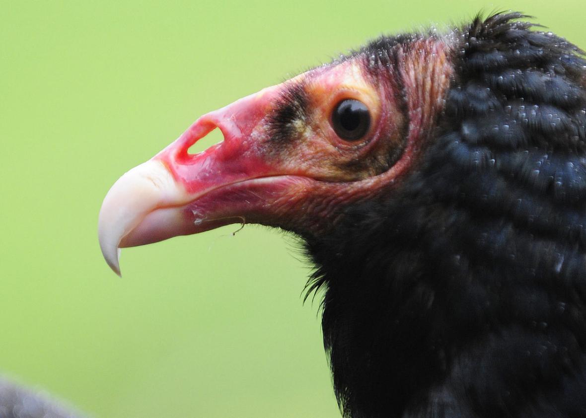 In defense of vultures, nature's early-warning systems that are holy to  many people