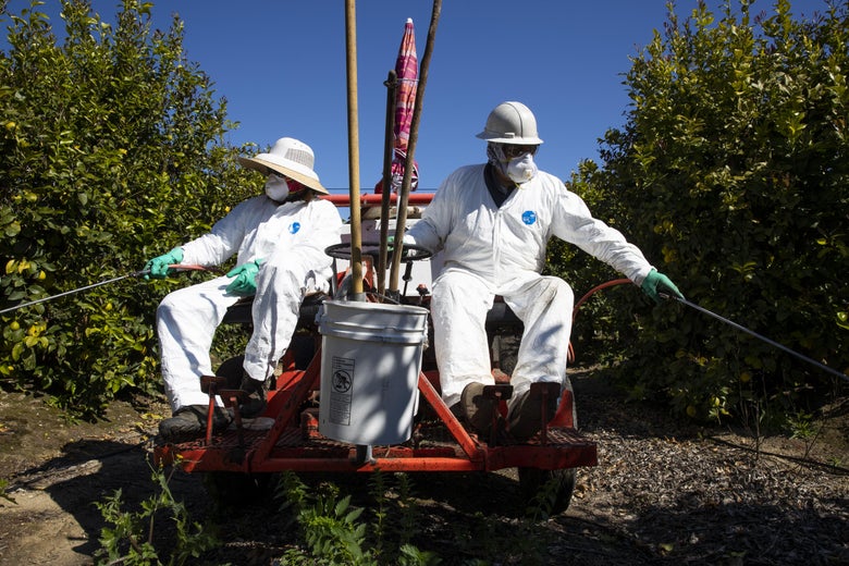 Coronavirus: California undocumented farmworkers feeding the U.S.