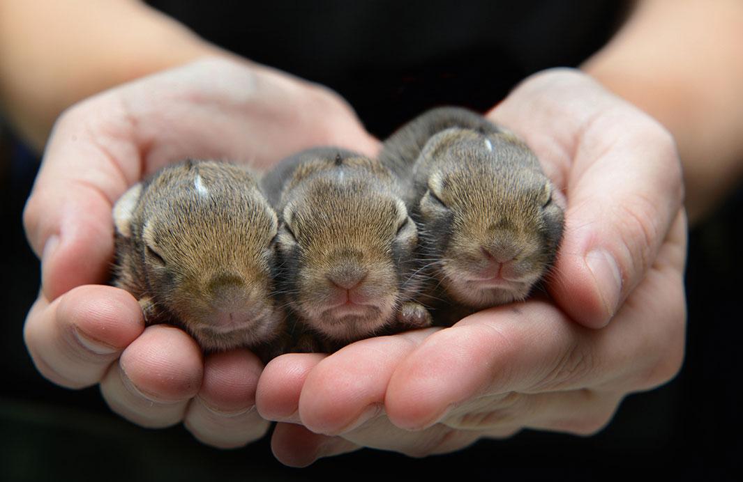 Traer Scott's Wild Babies is a heartwarming look at baby animals.