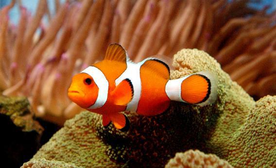 A clownfish