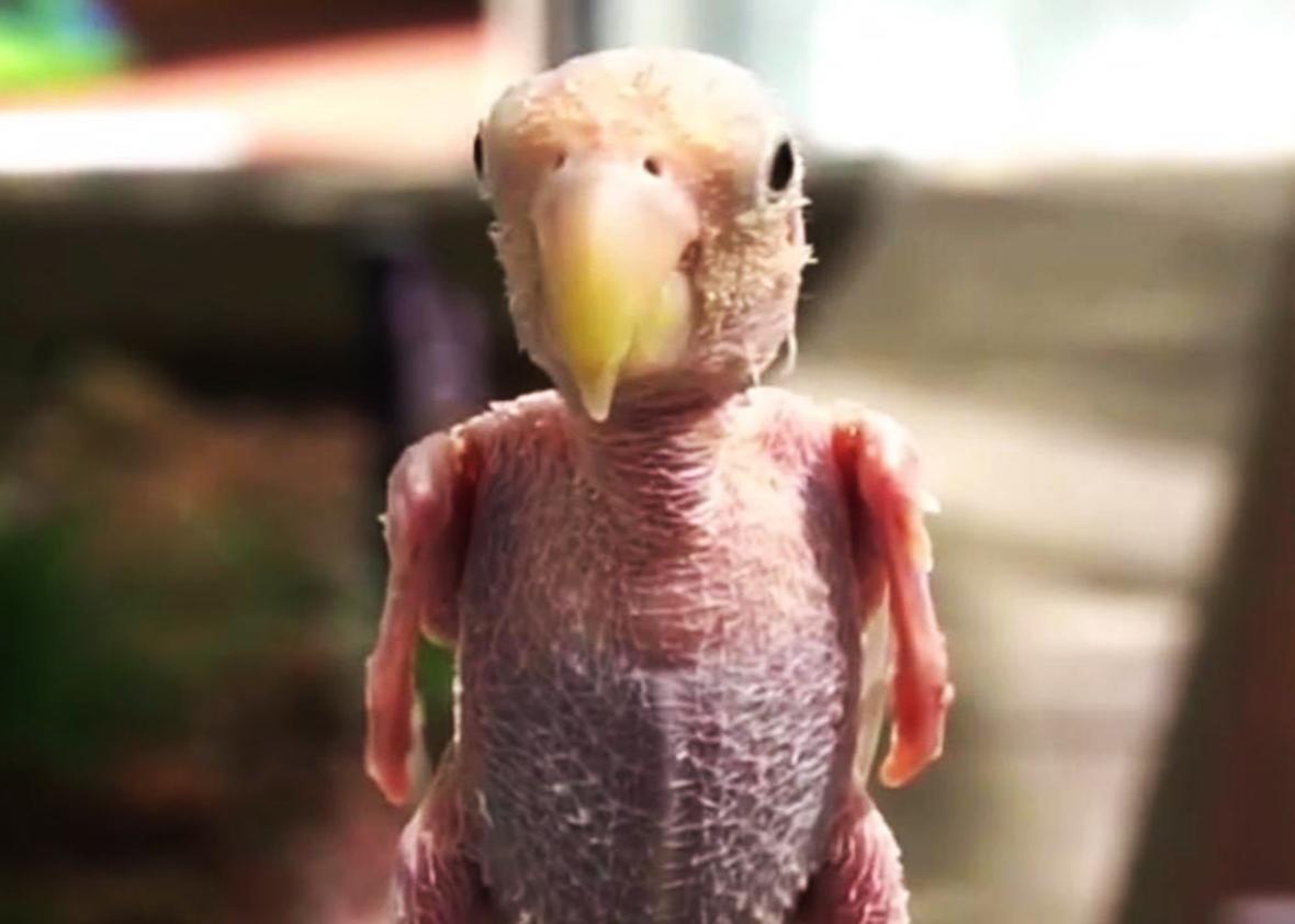 Uccello Australiano Senza Piume Sul Capo