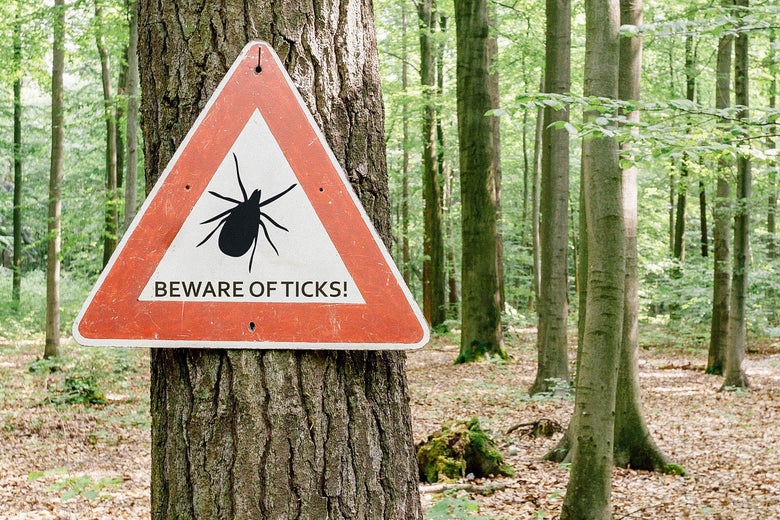 A warning sign for ticks posted on a tree in a forrest.