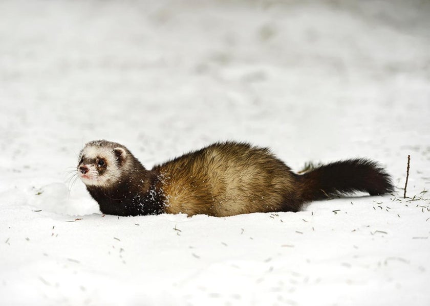 U.S. Fish and Wildlife announces plan to use drones and candy to