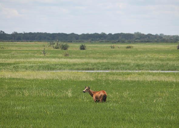 Araguaia National Park, Brazil. February 2015.