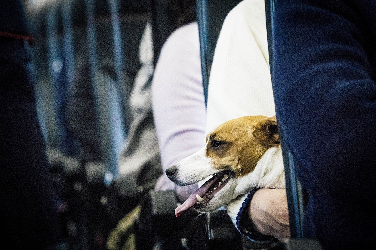 A dog is seen on the lap of its owner on a plane.