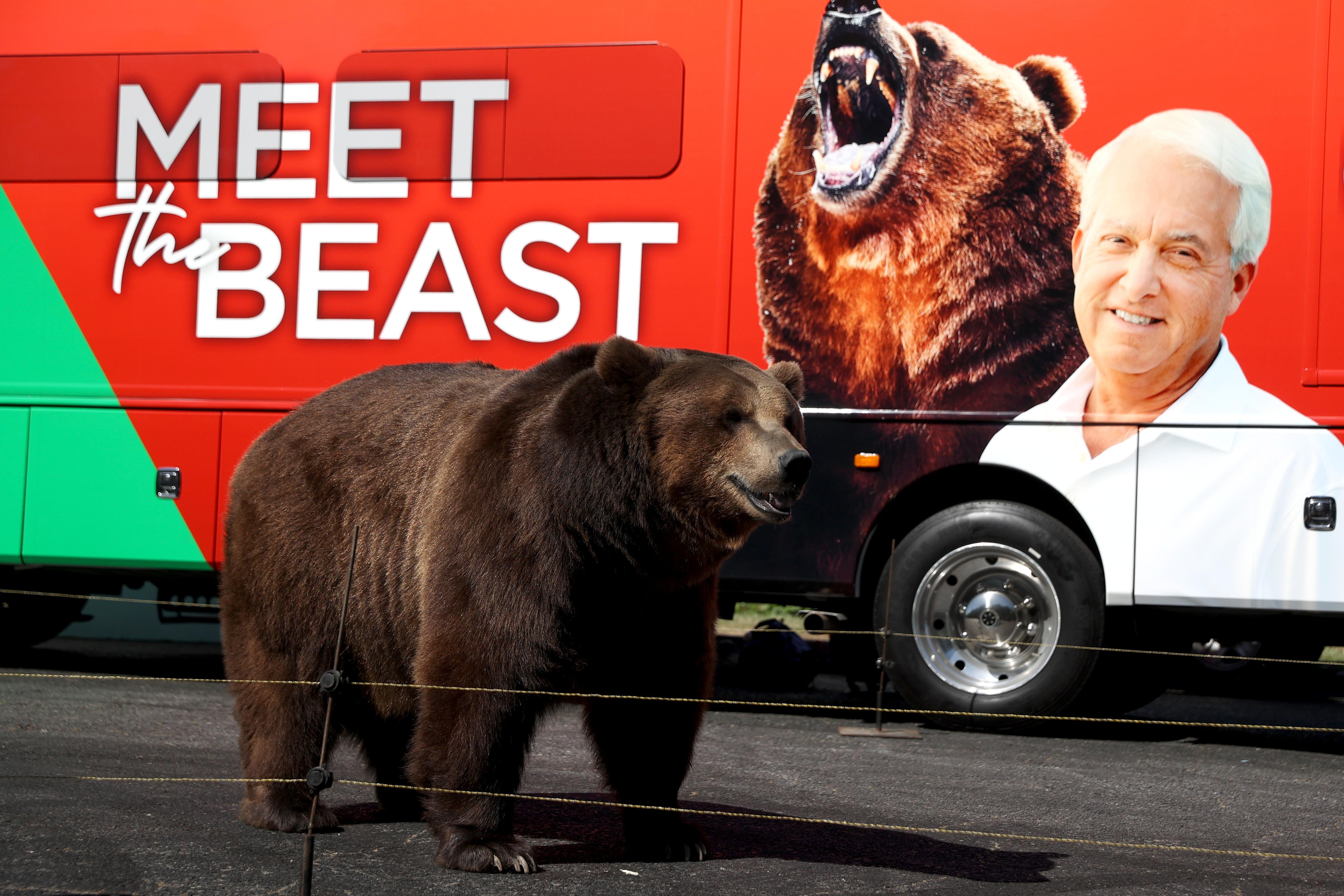 A 1,000 pound bear stands in front of the campaign bus for California republican gubernatorial candidate John Cox during a campaign rally at Miller Regional Park on May 04, 2021 in Sacramento, California. Republican candidate for California governor John Cox kicked off his campaign with a press event that featured a live 1,000 pound bear. 