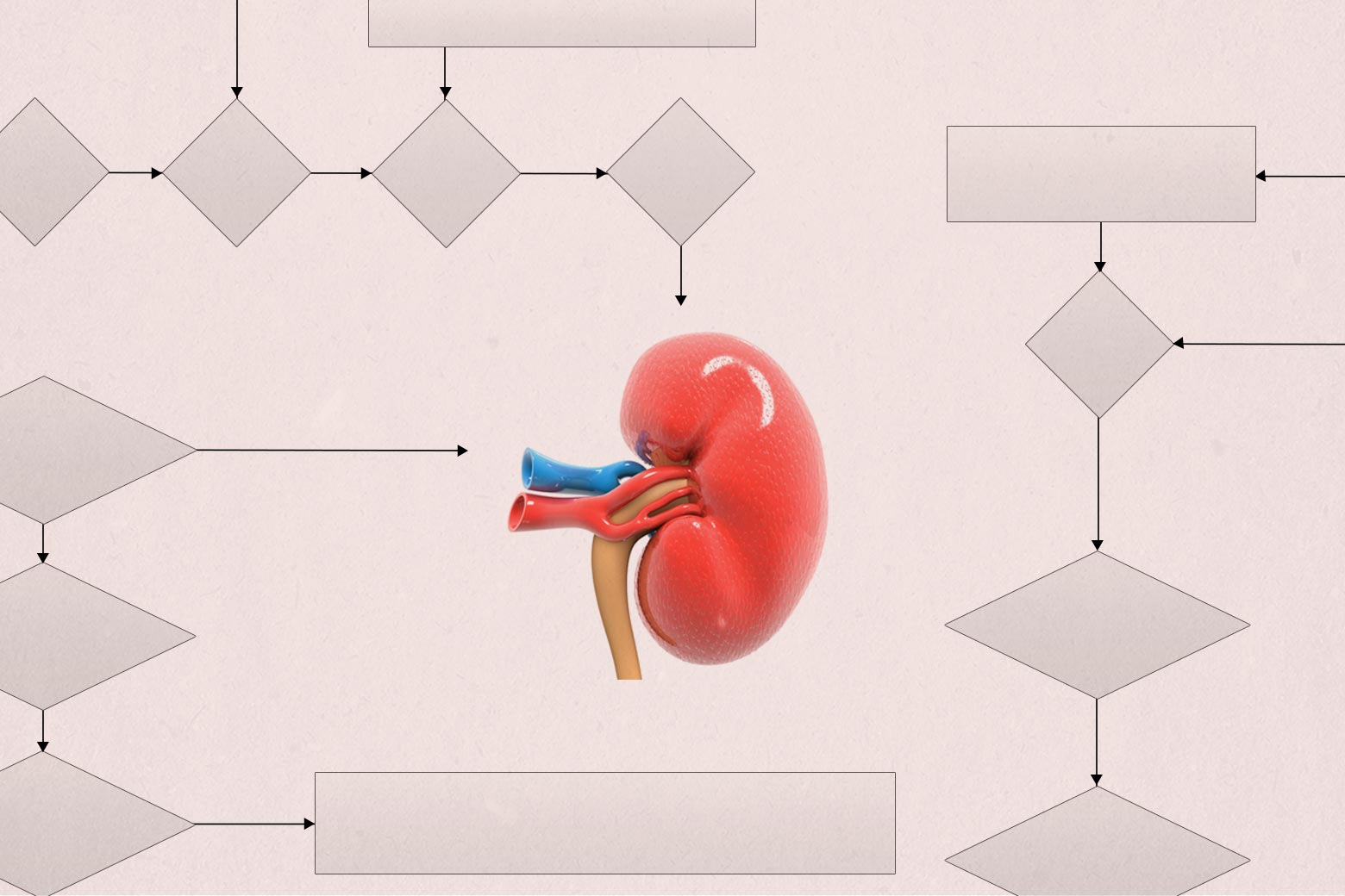 A kidney is surrounded by a series of boxes and arrows. 