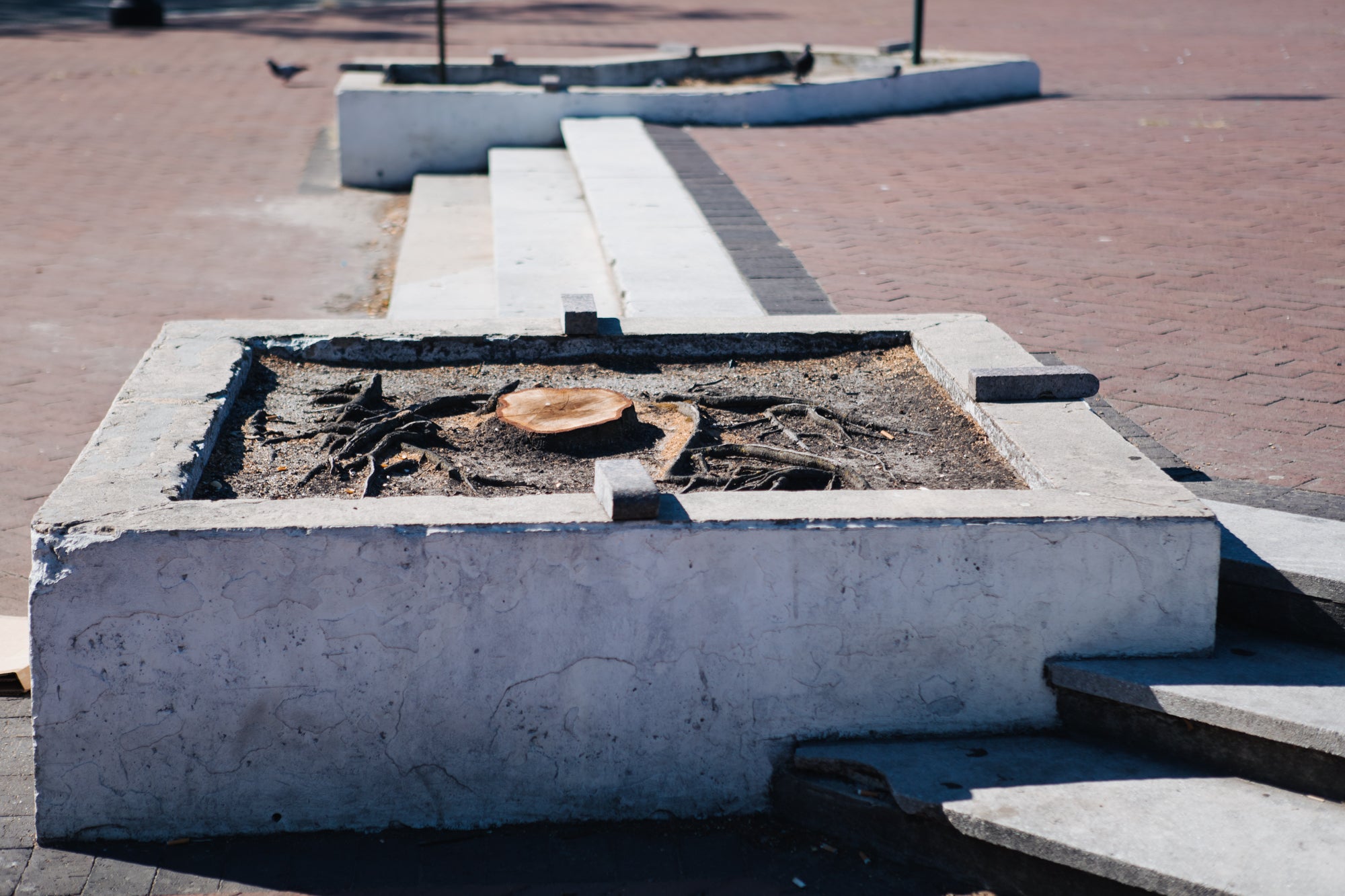 Tree stump in town square.