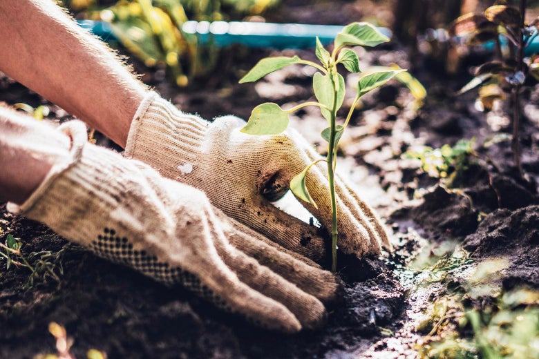 Gloved hands plant a sapling in soil.