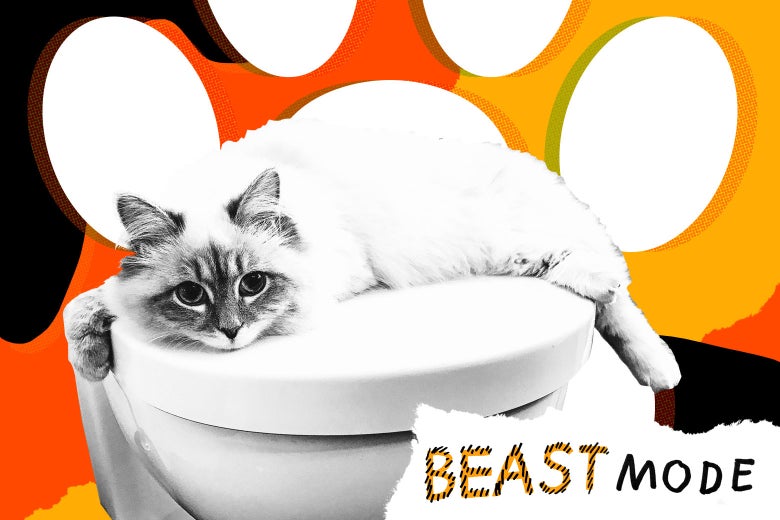 My Boyfriend S Cat Won T Let Me Pee In Peace