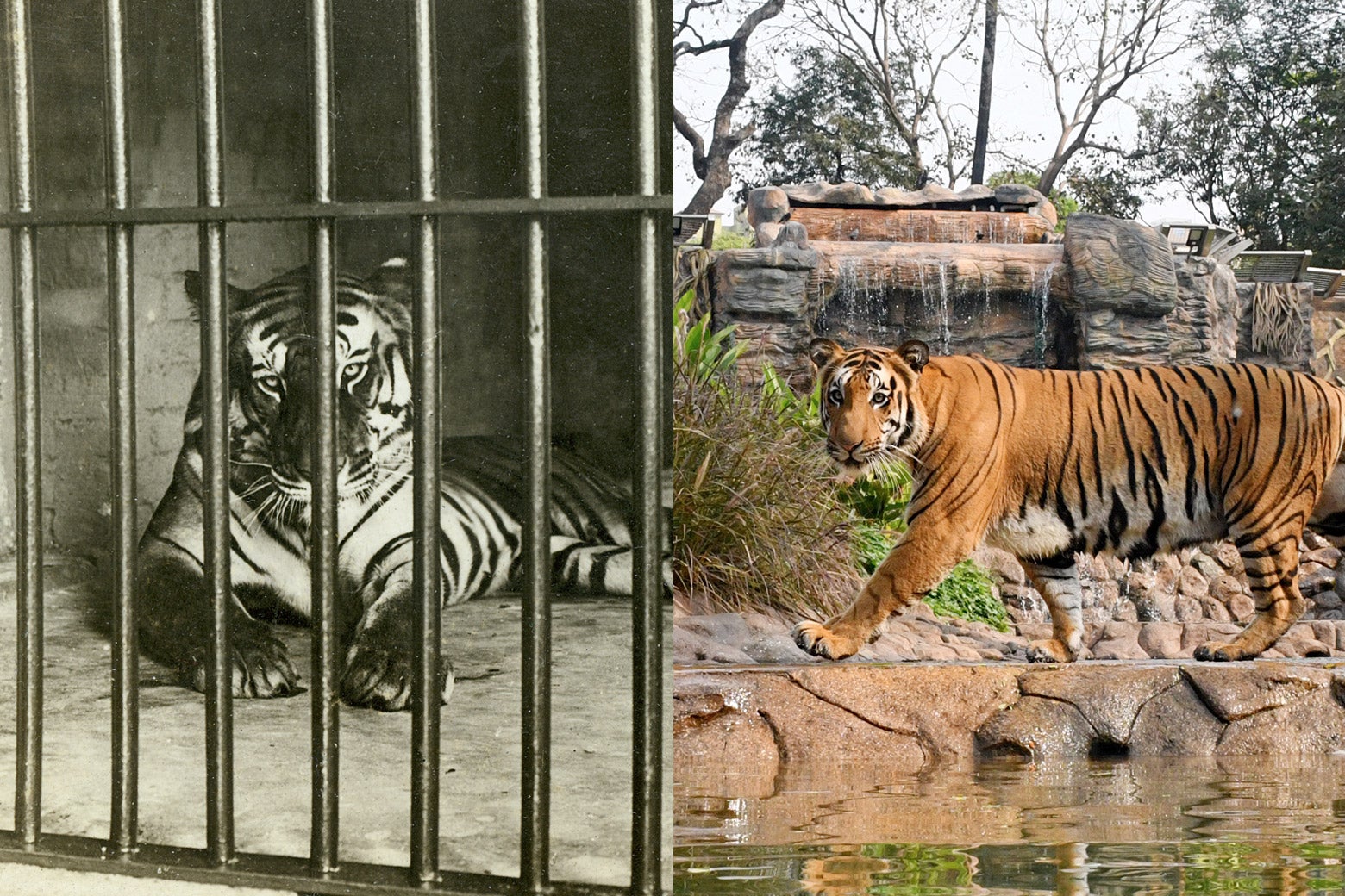 Caged tiger in 1903 and a tiger at the Byculla zoo in 2015.