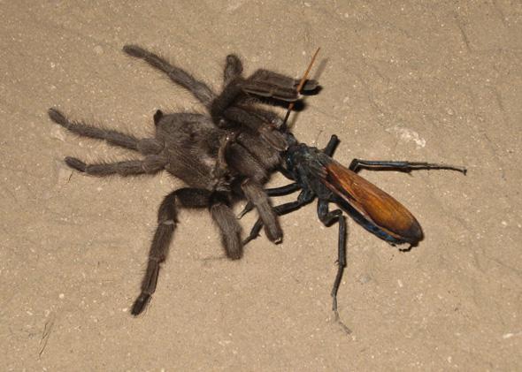 A tarantula hawk wasp dragging an envenomed tarantula across the ground.