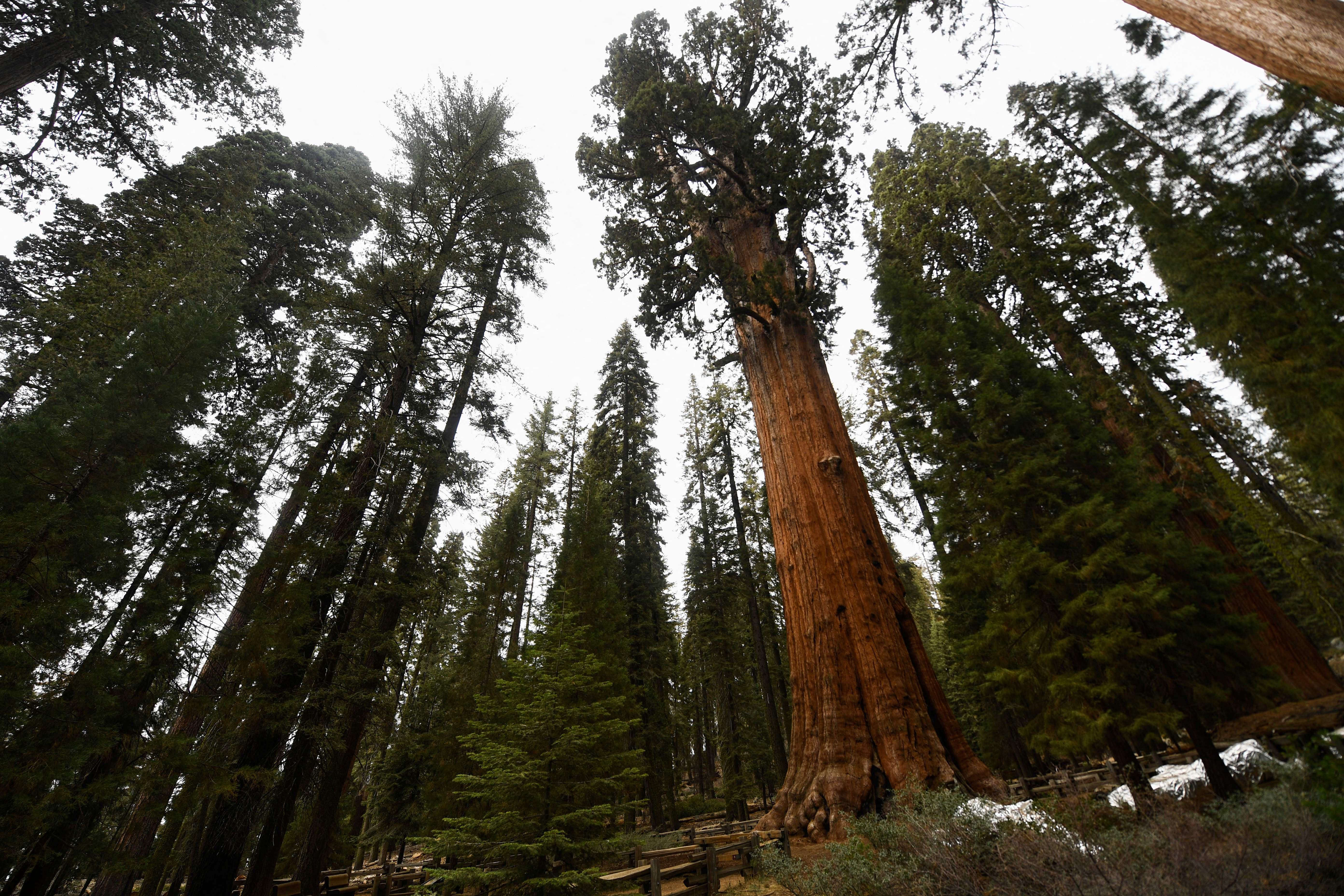 The General Sherman giant sequoia tree stands in the Giant Forest after being unwrapped by US National Park Service (NPS) personnel during the KNP Complex Fire in Sequoia National Park near Three Rivers, California on October 22, 2021. 