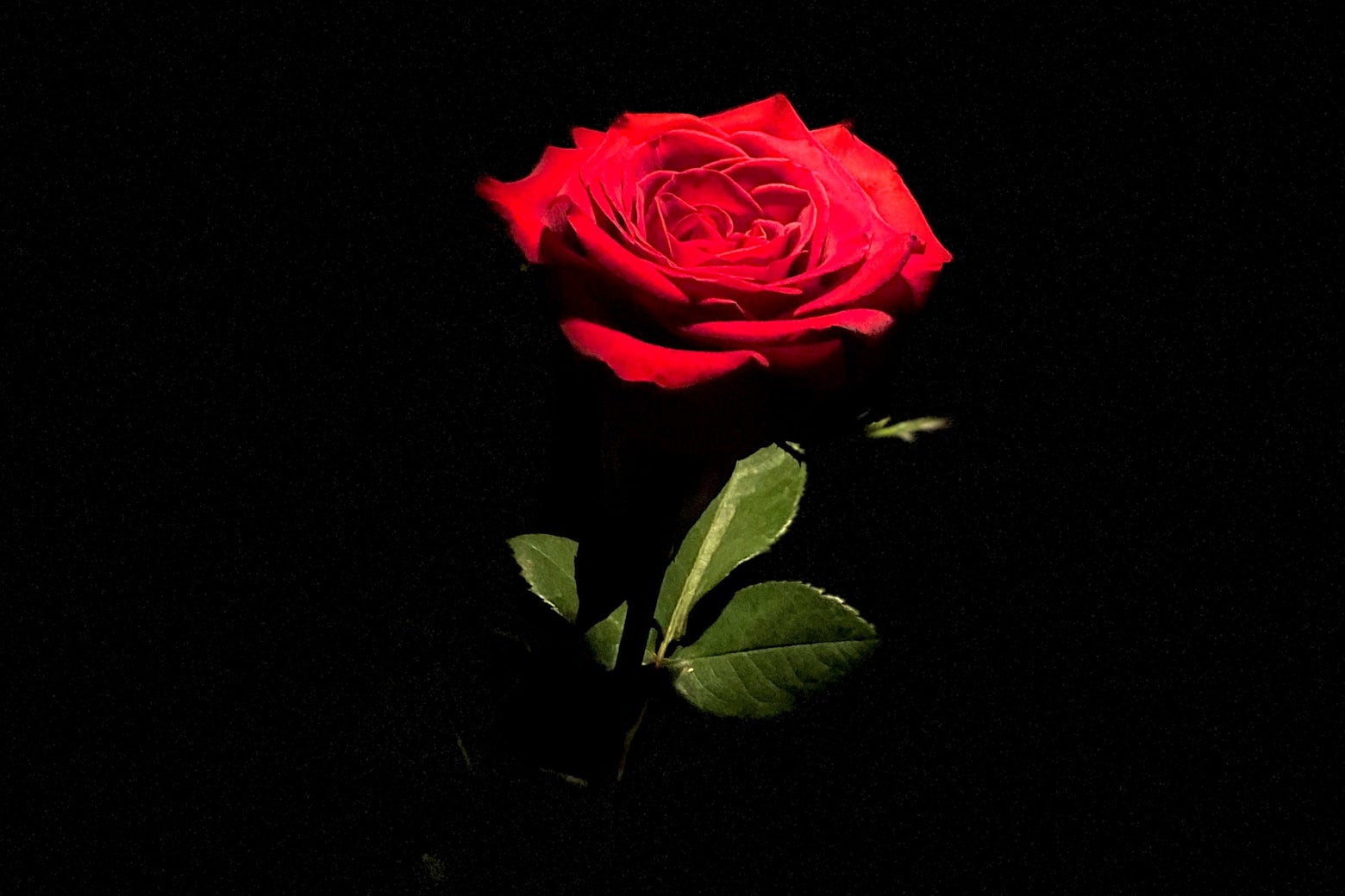 Bachelor live show Slate and Spectacle podcast dive into the latest