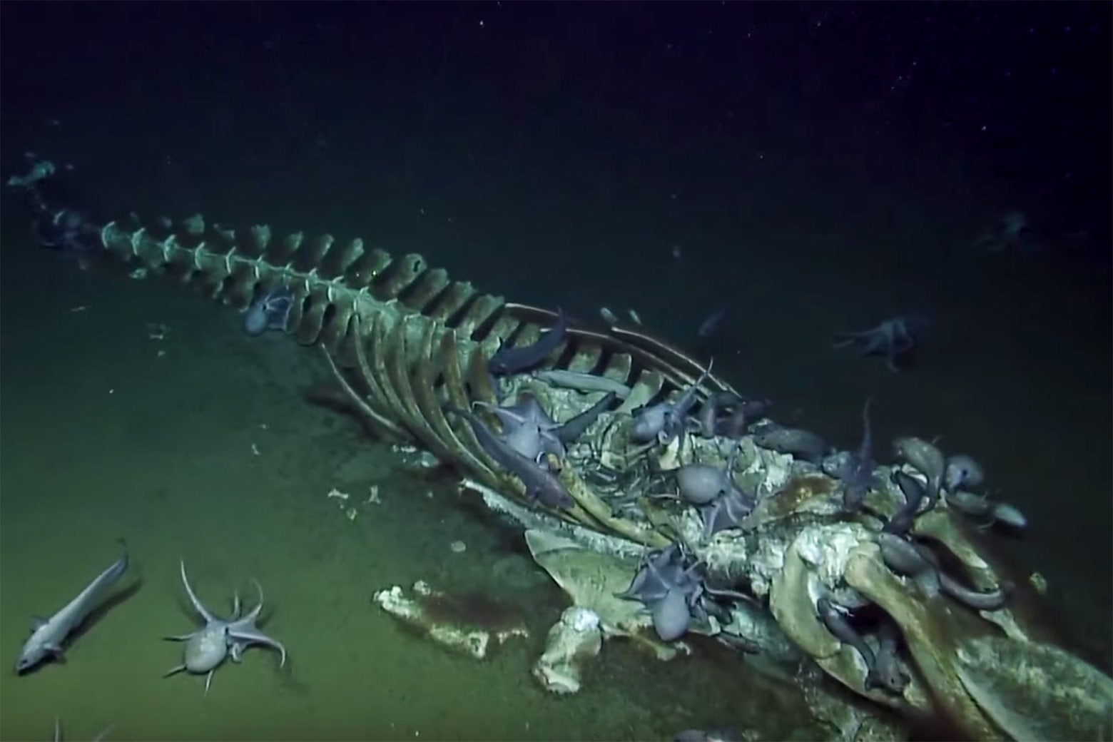 The joy of watching a whale carcass get eaten by octopuses.