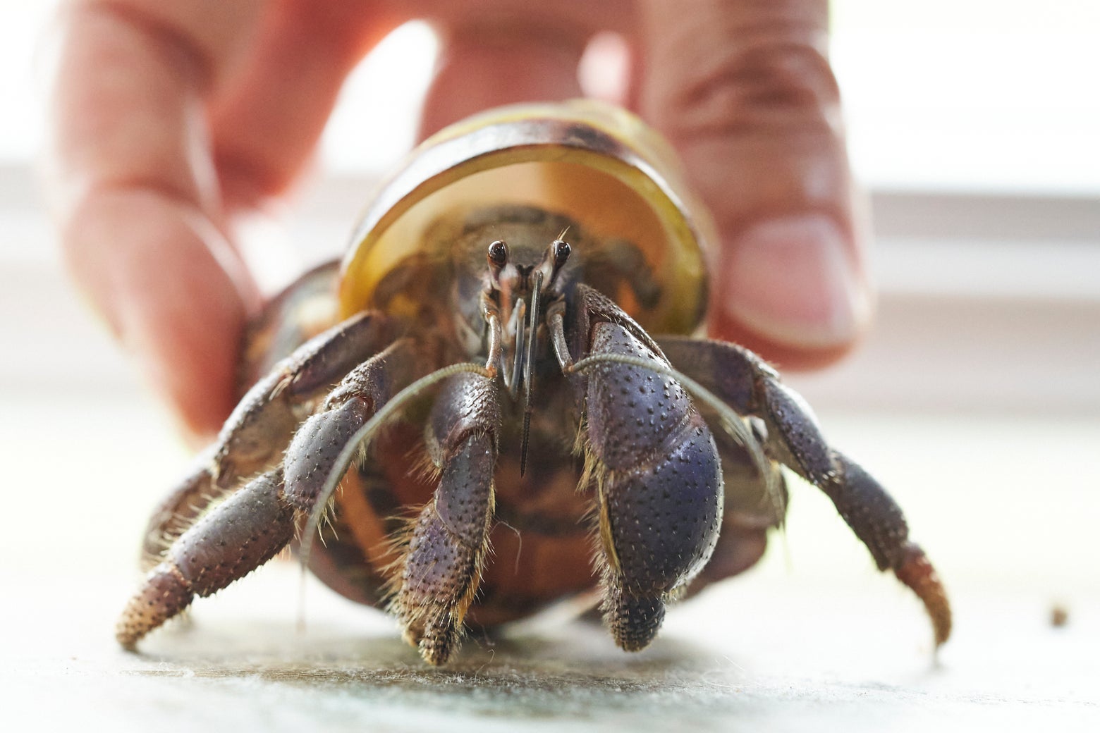 America’s Most Misunderstood Pet Is Tiny and Cheap and Might Die on You Quickly. If Only You Knew Its Real Story.
