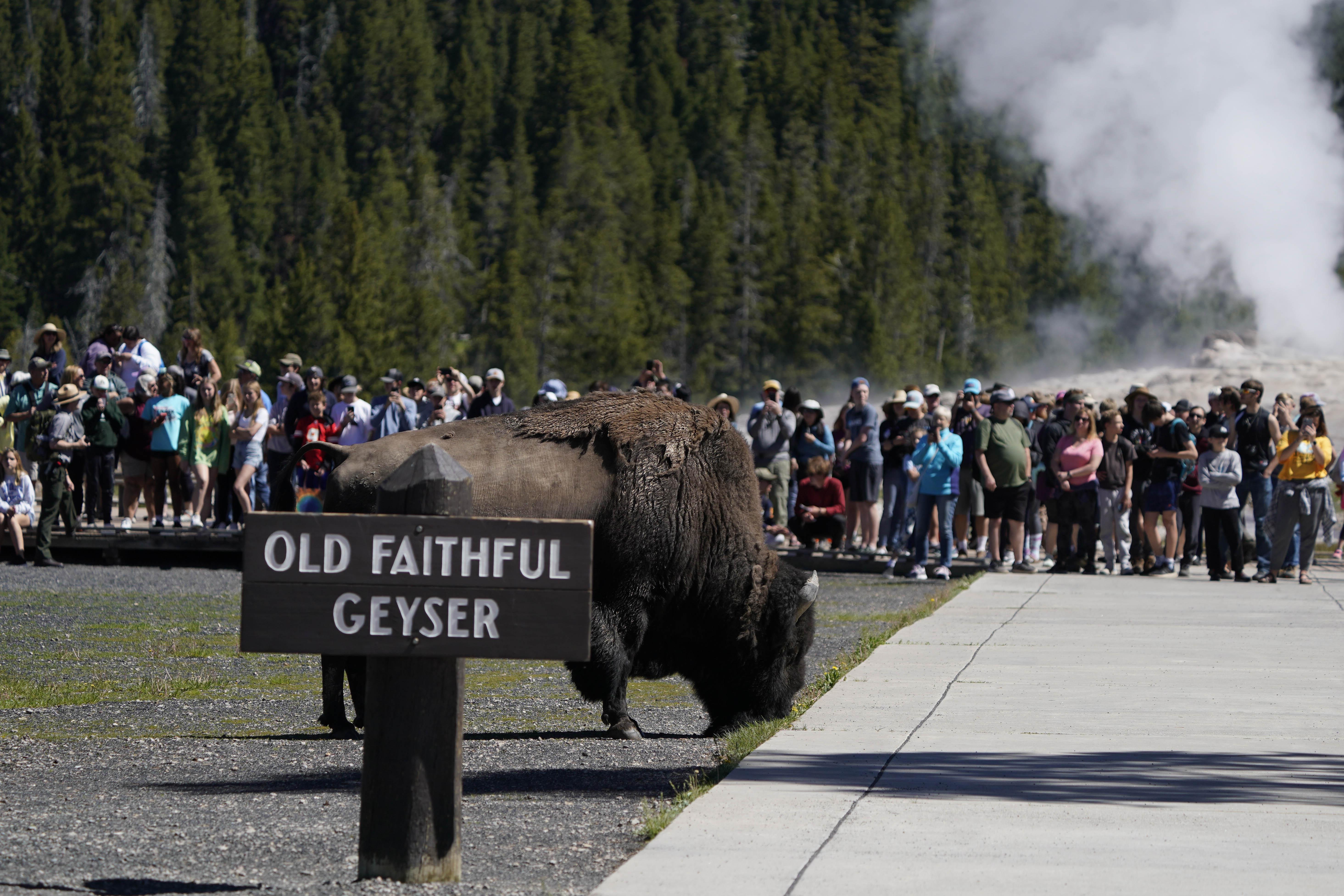 A bison grazes between a sign that says "Old Faithful Geyser" and a large crowd of people; there is some mist coming from near the crowd.
