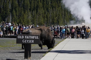 A bison grazes between a sign that says 