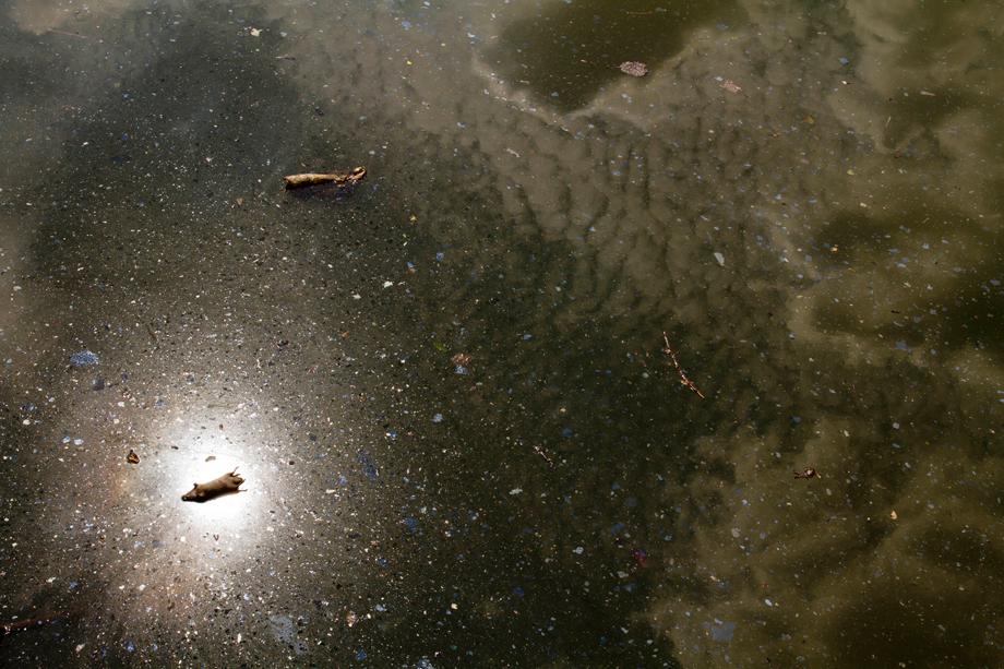 Untitled (Gowanus Canal)