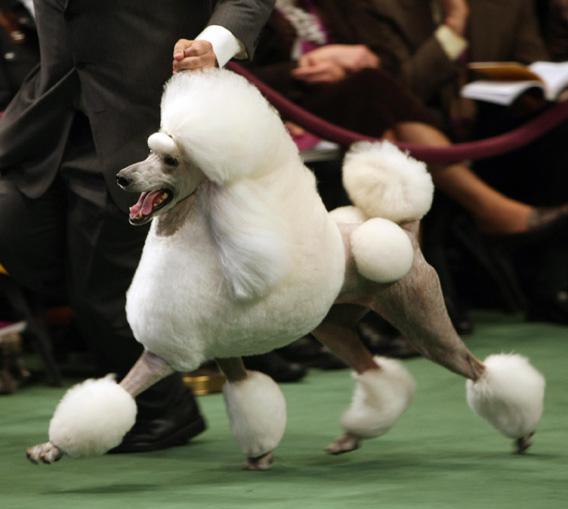 A standard poodle takes a lap at the 132nd Westminster Kennel Club Annual Dog Show at Madison Square Garden