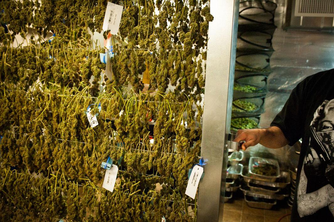 Benjamin "Chico" Suarez, Jr. pulls out a drying rack. After they are trimmed, plants are dried and cured. All plants are tagged in a 'seed to sale' program in order to track them as mandated by Colorado law.