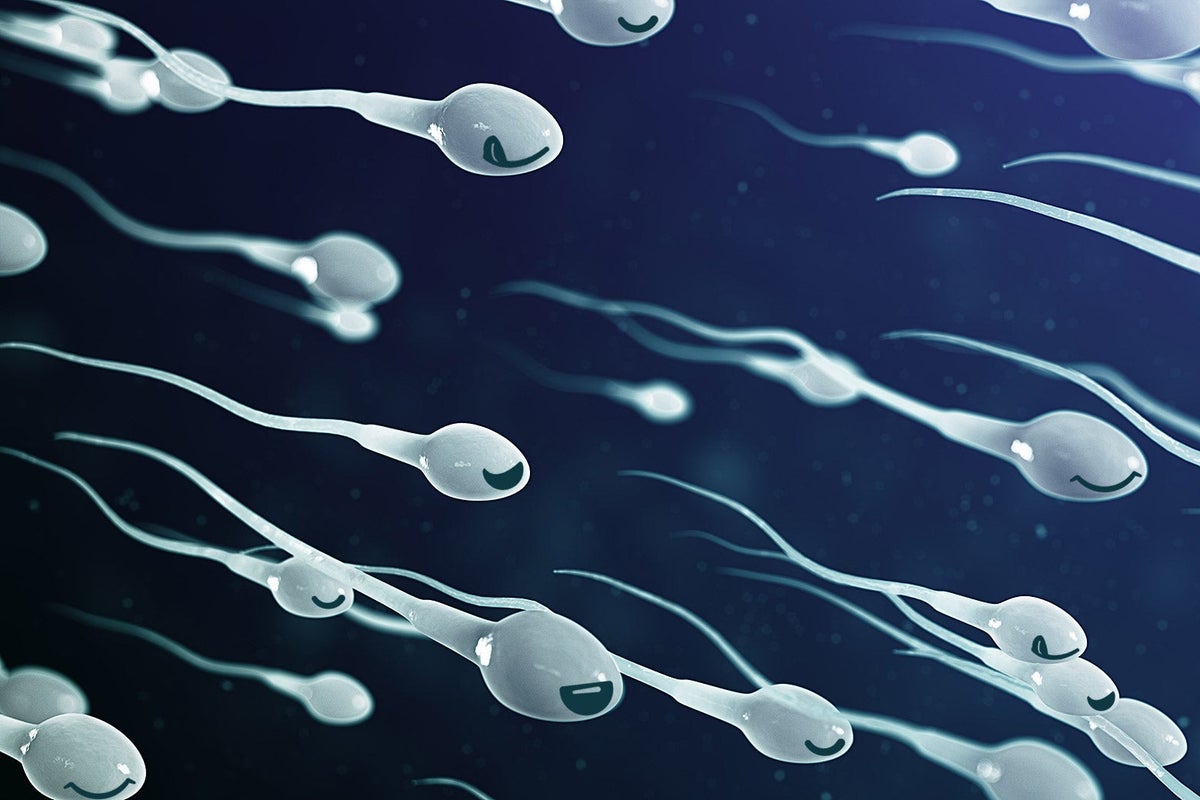 Male fertility Are sperm counts really on the decline