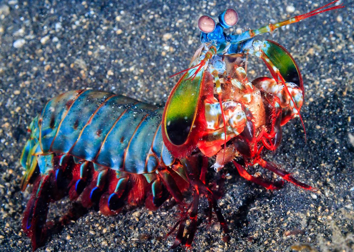 Mantis Shrimp fights are long, brutal, but not fatal (VIDEO).