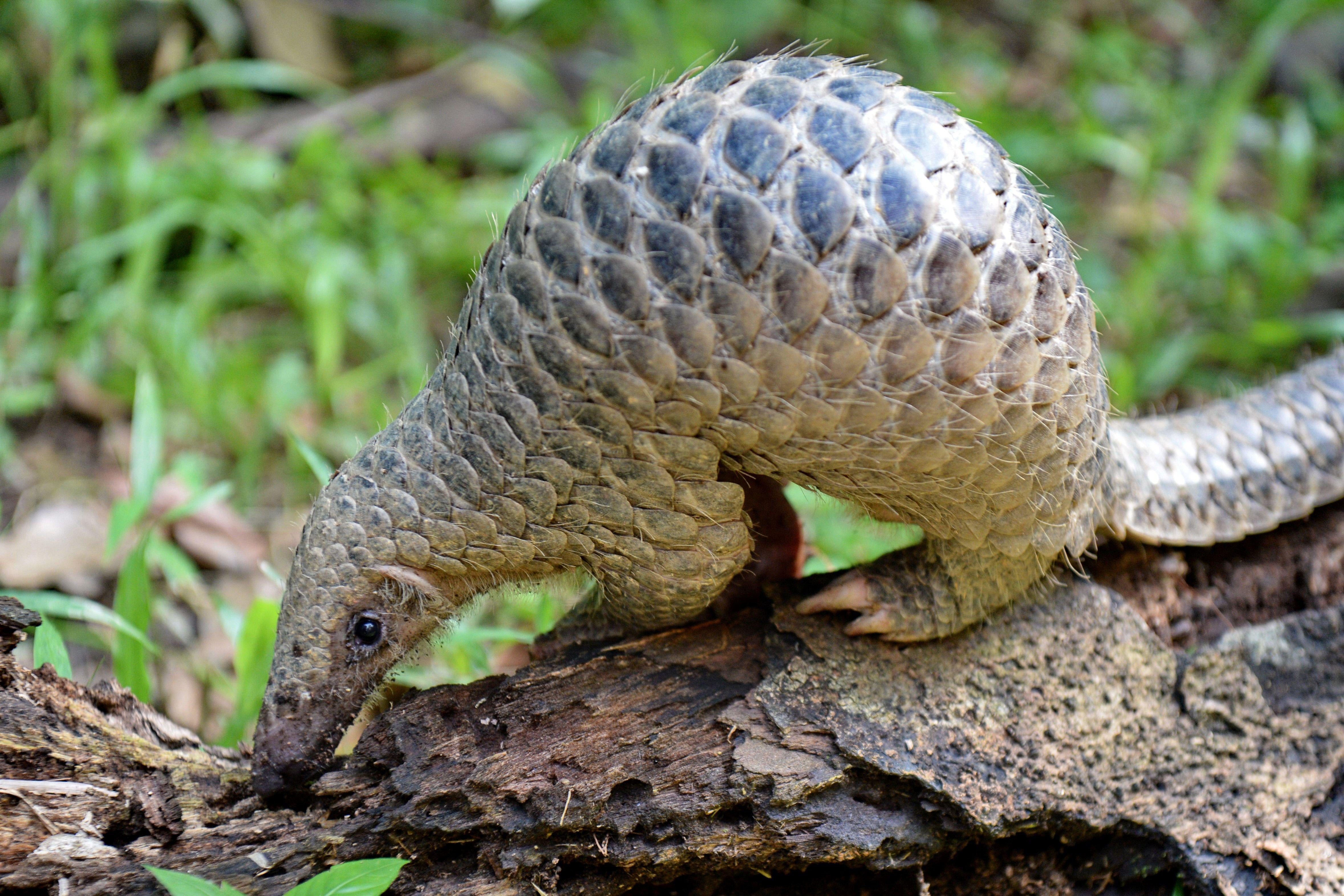 A small pangolin (also known as a scaly anteater). 