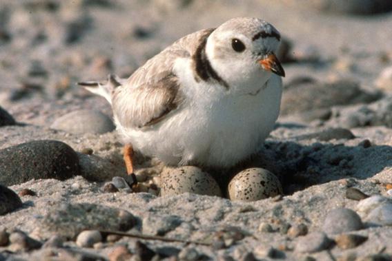 Nesting Piping Plover, August 24, 2010.