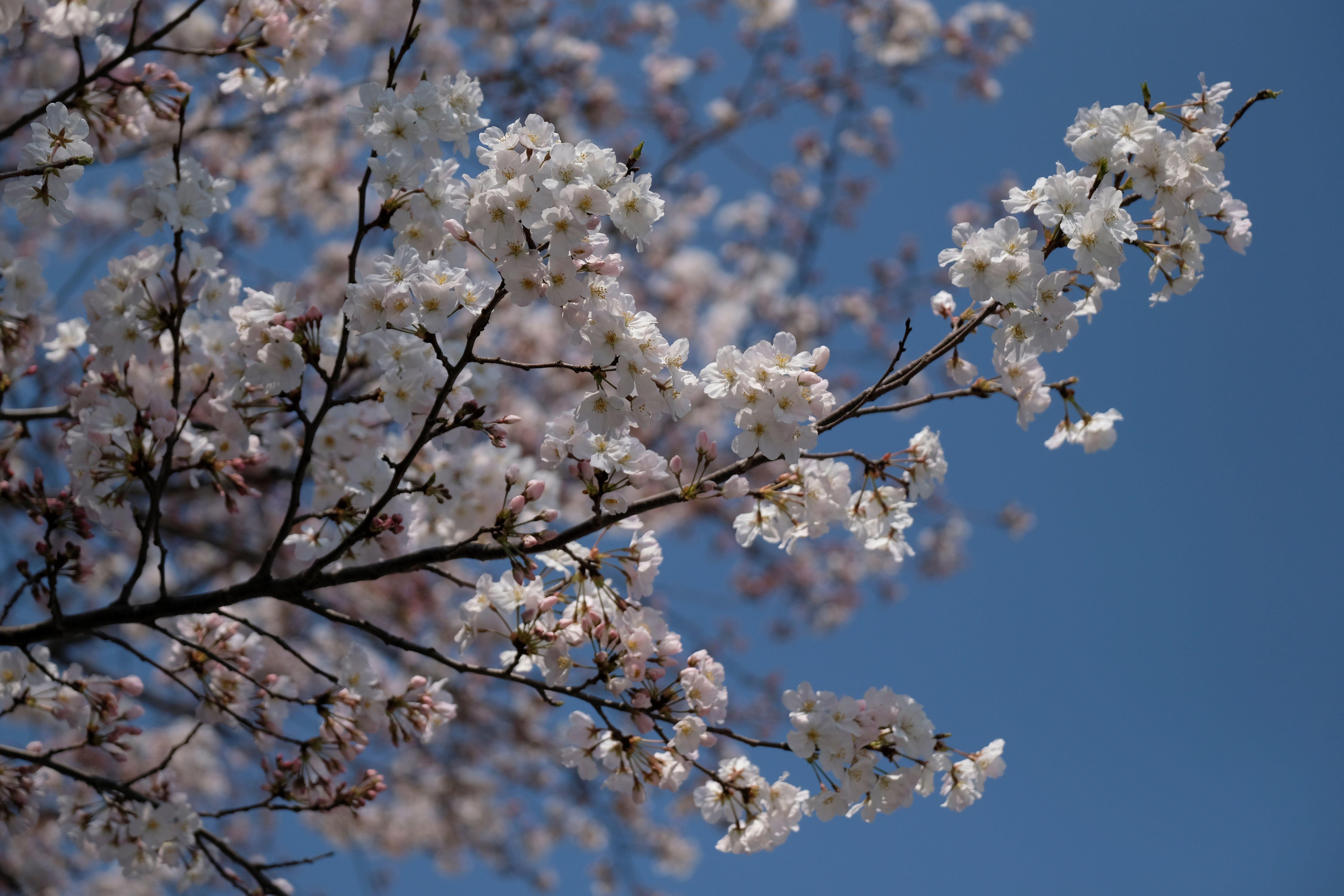 A branch with cherry blossoms blooming.