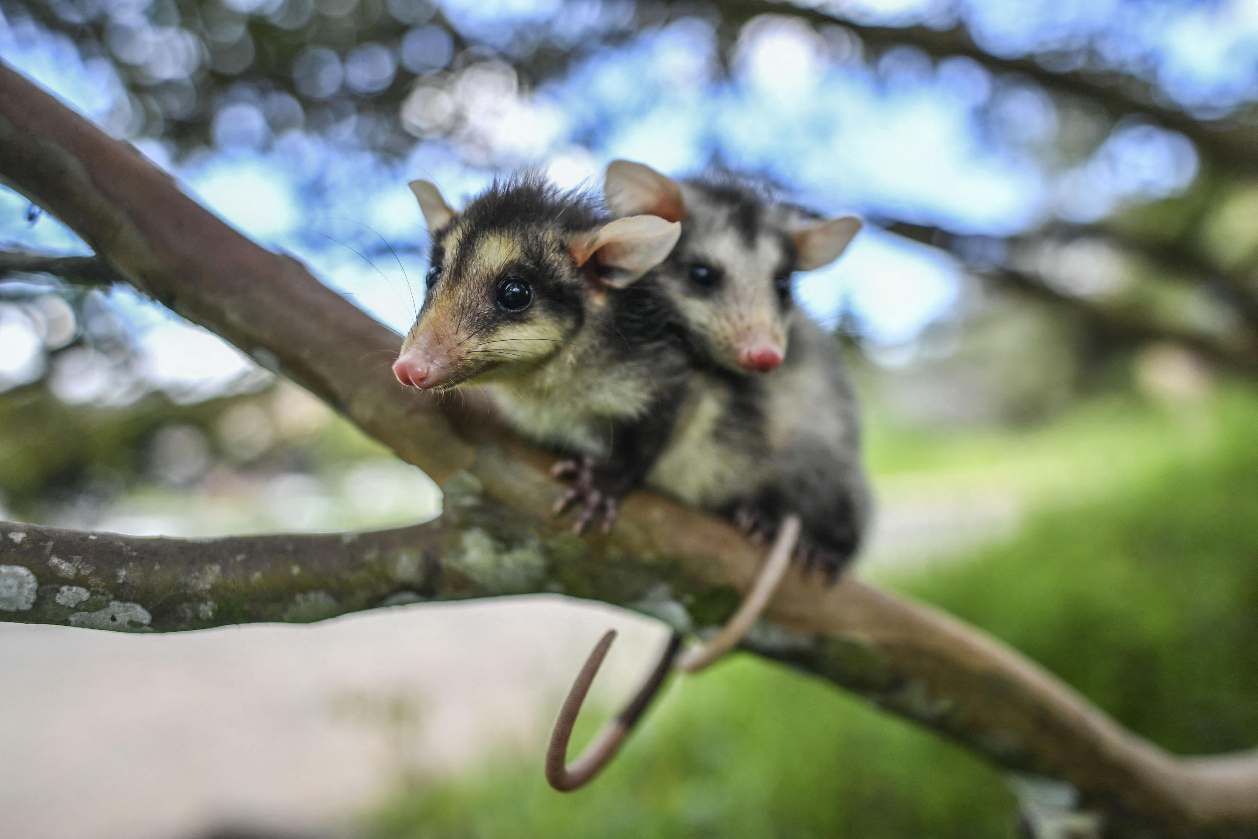 Two small opossums cling to each other while perched on a tree branch.