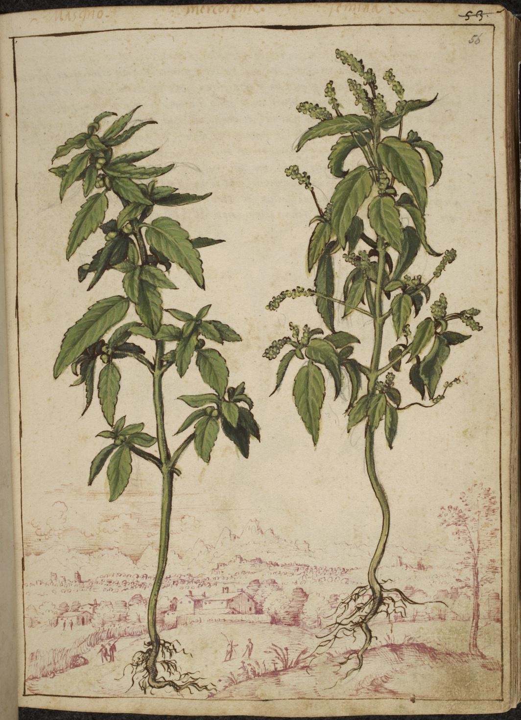 History of herbal medicine Illustrated materia medica from the 16th century.