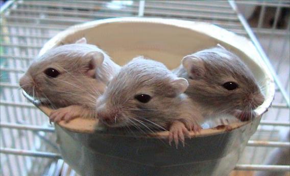 Mongolian gerbils like these guys made it to space, but they didn't make it back.
