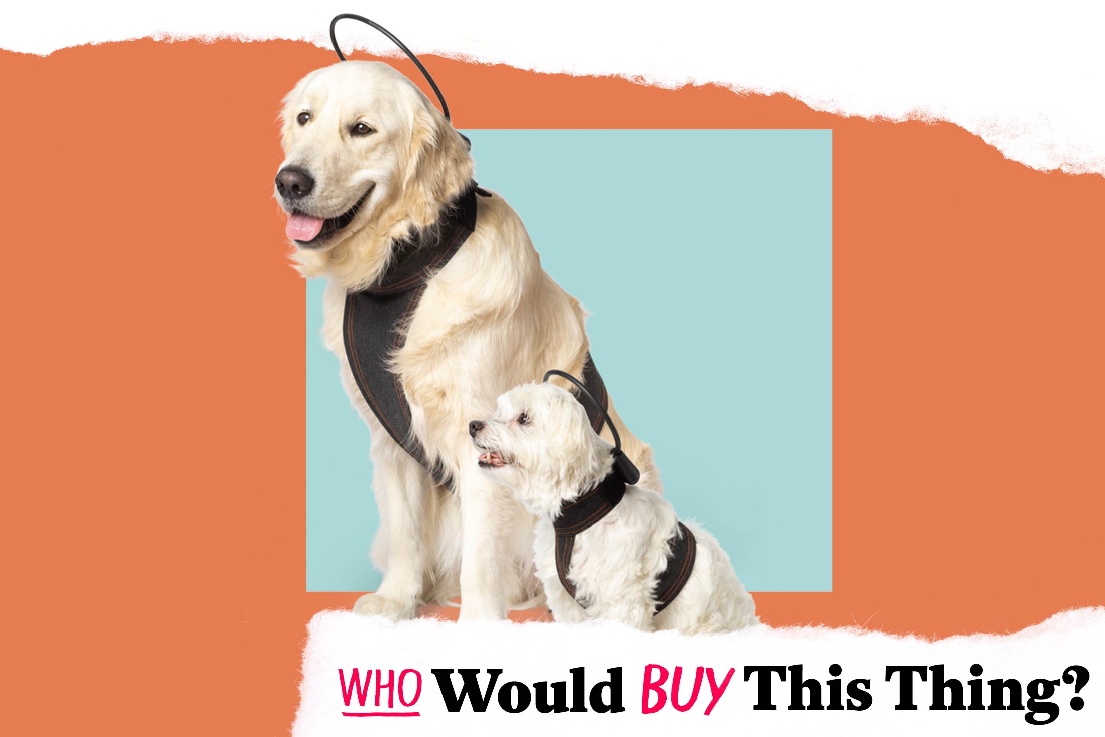 Two dogs, one significantly larger than the other, wearing a harnesslike product